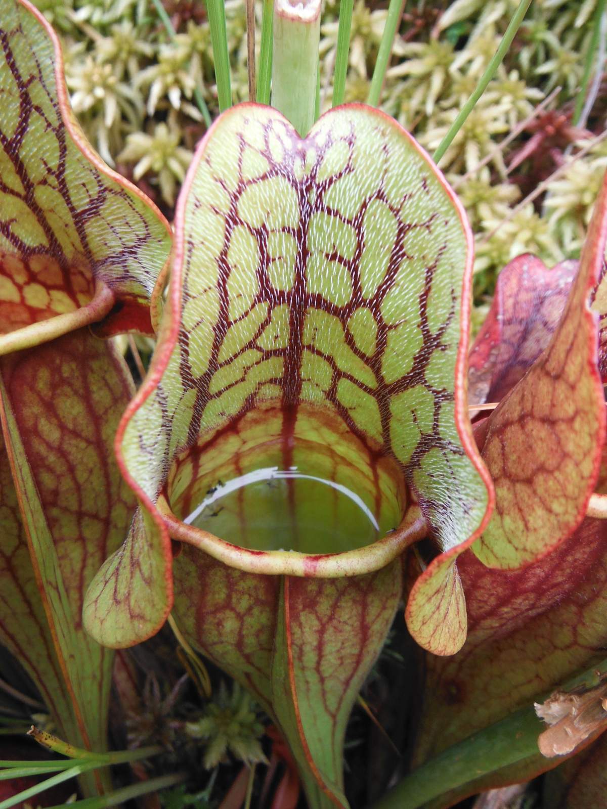 Pitcher plants are known to grow in wetlands across the country (Patrick D. Moldowan)