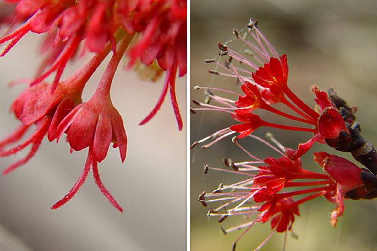 Red maple female flower (left), red maple male flower (right).