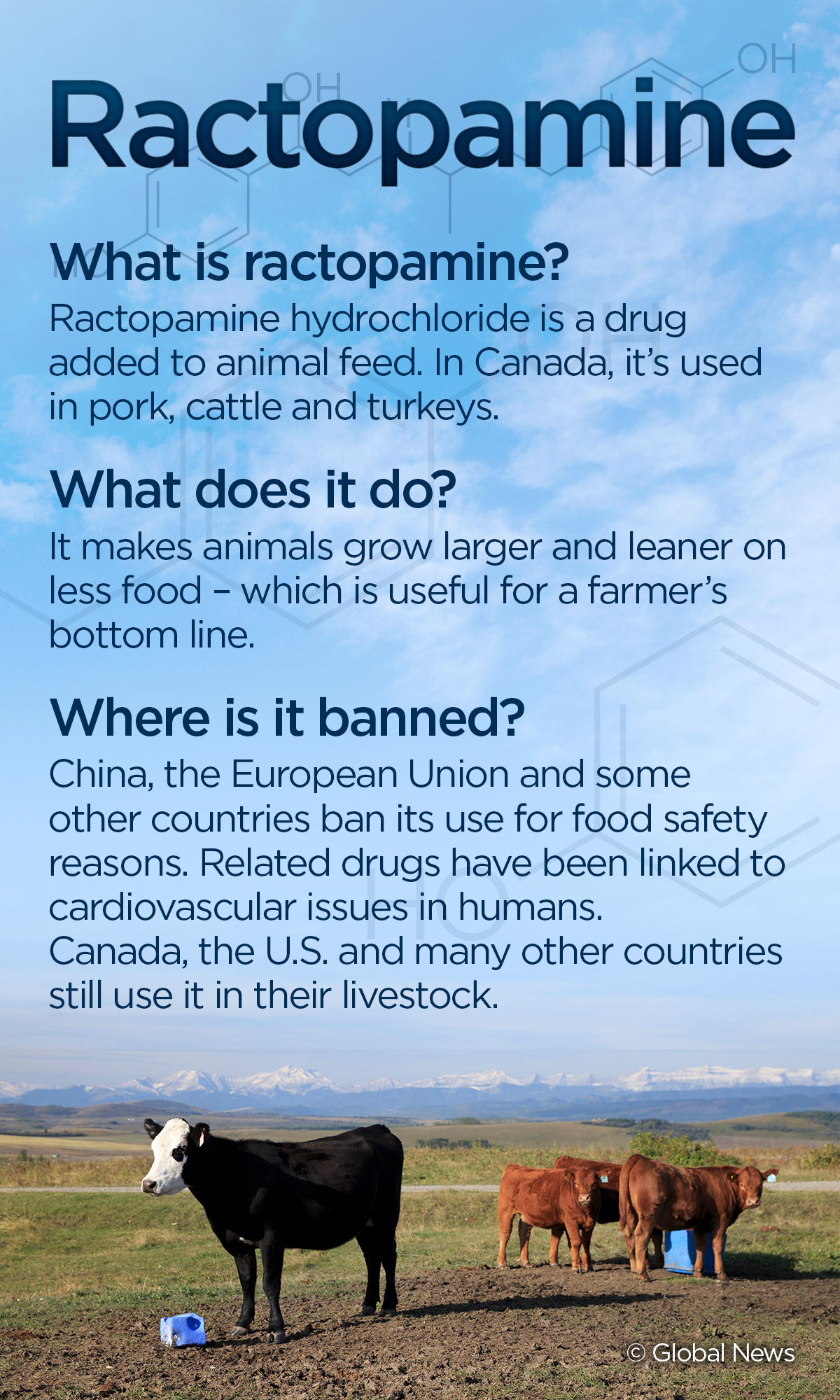 What is ractopamine, the drug banned in China but permitted in Canadian pork? - image
