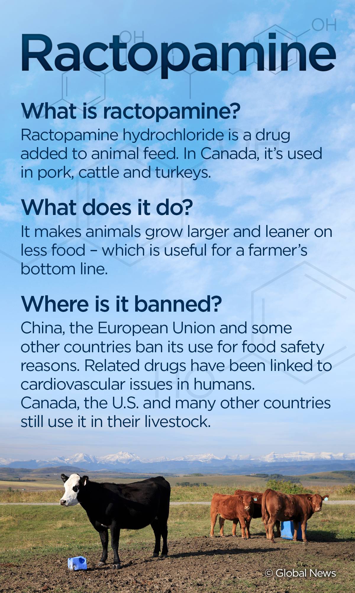 What is ractopamine, the drug banned in China but permitted in Canadian pork? National