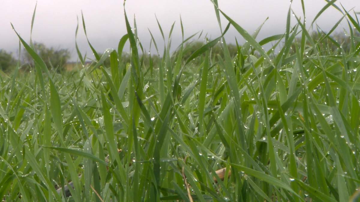 Saskatchewan Agriculture said that while topsoil moisture has improved greatly due to recent rainfall, the subsoil is still parched.