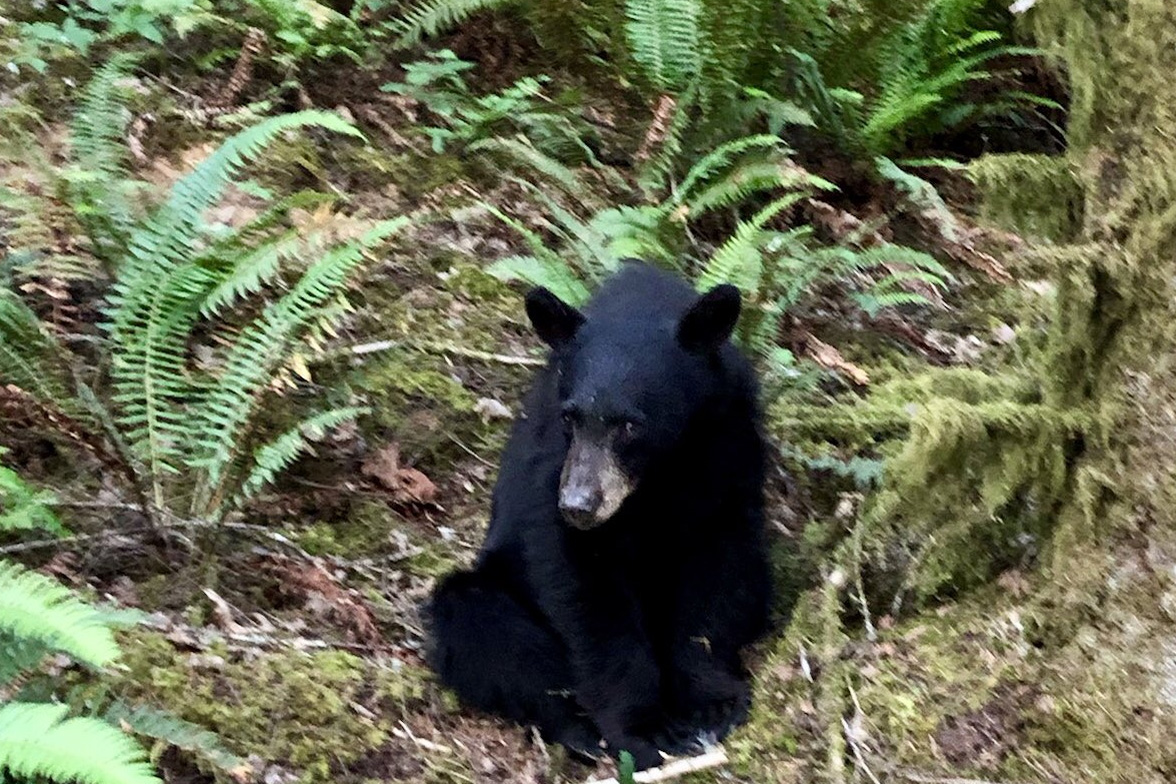 A black bear cub is shown near Henry Hagg Lake in Oregon on June 12, 2019.