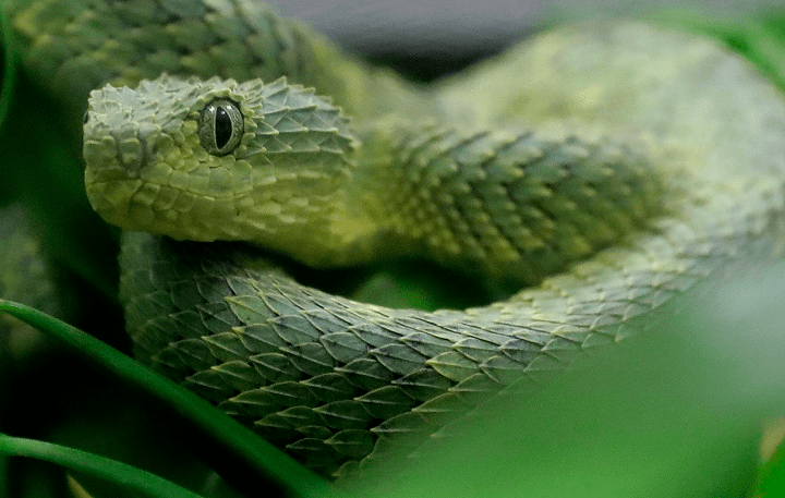 In this Dec. 14, 2018, file photo, an African Bush Viper venomous snake is displayed for reporters at the Woodland Park Zoo, in Seattle. 