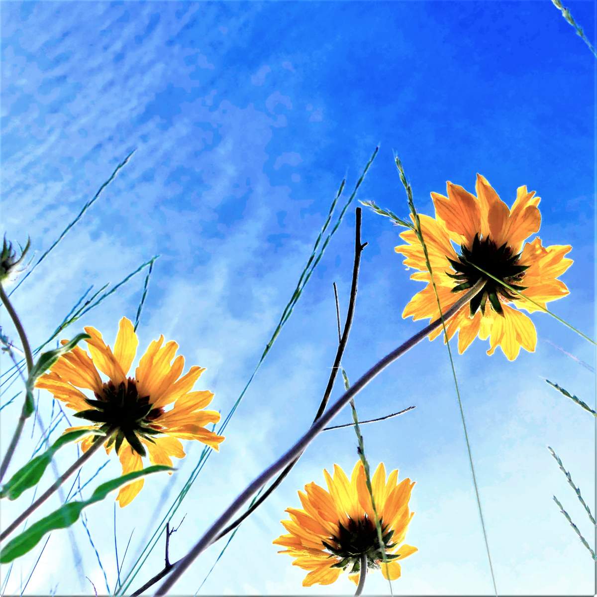 Londoners can expect a high of 31 C on Tuesday and Wednesday.