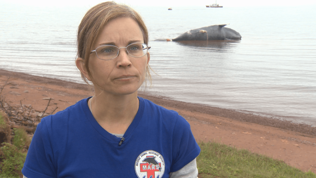Tonya Wimmer, the Marine Animal Response Society’s executive director, says she was overcome with emotions Tuesday when she learned about Comet’s death while crews were working on the necropsy of another right whale