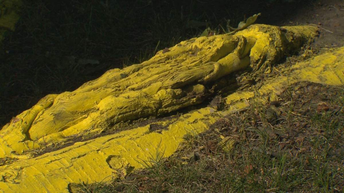 Spray-painted giant tree root protruding out of woman’s lawn