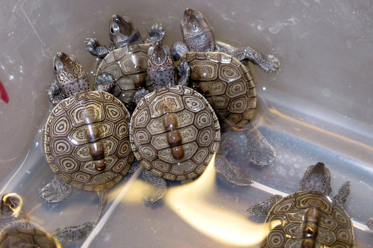 In this Dec. 16, 2014 file photo, baby diamondback terrapin turtles swim in a container at the Marine Academy of Technology and Environmental Science in Manahawkin, N.J. A Vancouver man has been ordered to pay $18,000 after pleading guilty to attempting to smuggle 19 live turtles across the U.S.-Canada border, including diamondback terrapins.