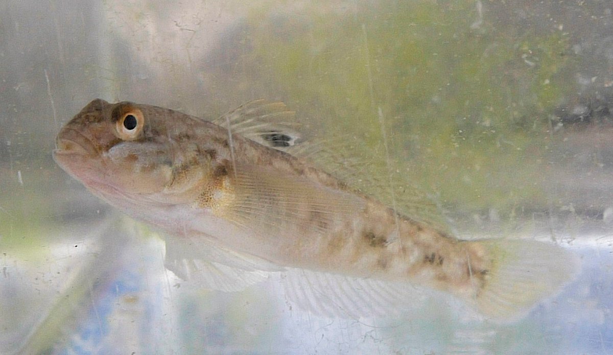 The Round Goby originates in the Caspian Sea and is thought to have hitchhiked in the bilge of a ship into the Great Lakes. The fish was first reported in the Great Lakes in 1990. 