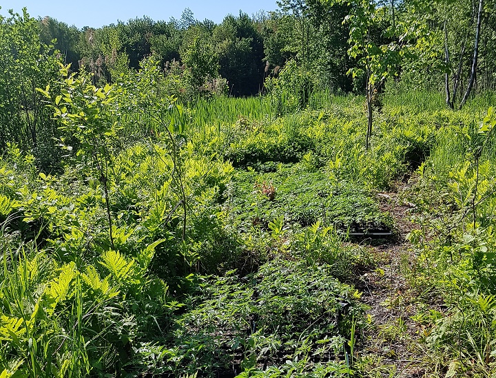 The SQ is reminding Quebecers that growing pot is still illegal in the province except for licenced growers. Friday, July 26, 2019.