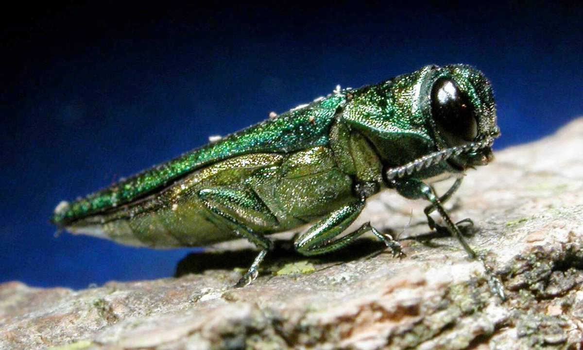 An adult emerald ash borer is shown in this photo released by Michigan State University.