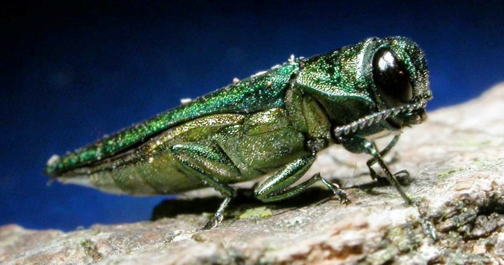 Повърхностите на бръмбарите, убиващи ясен, в пр.н.е. за първи път, открито във Ванкувър