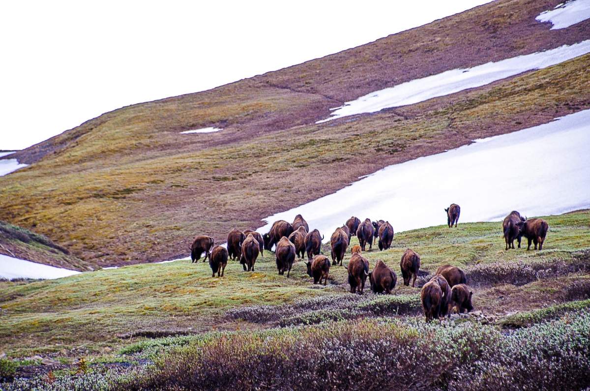 Bison roam in Banff National Park in an undated handout photo.