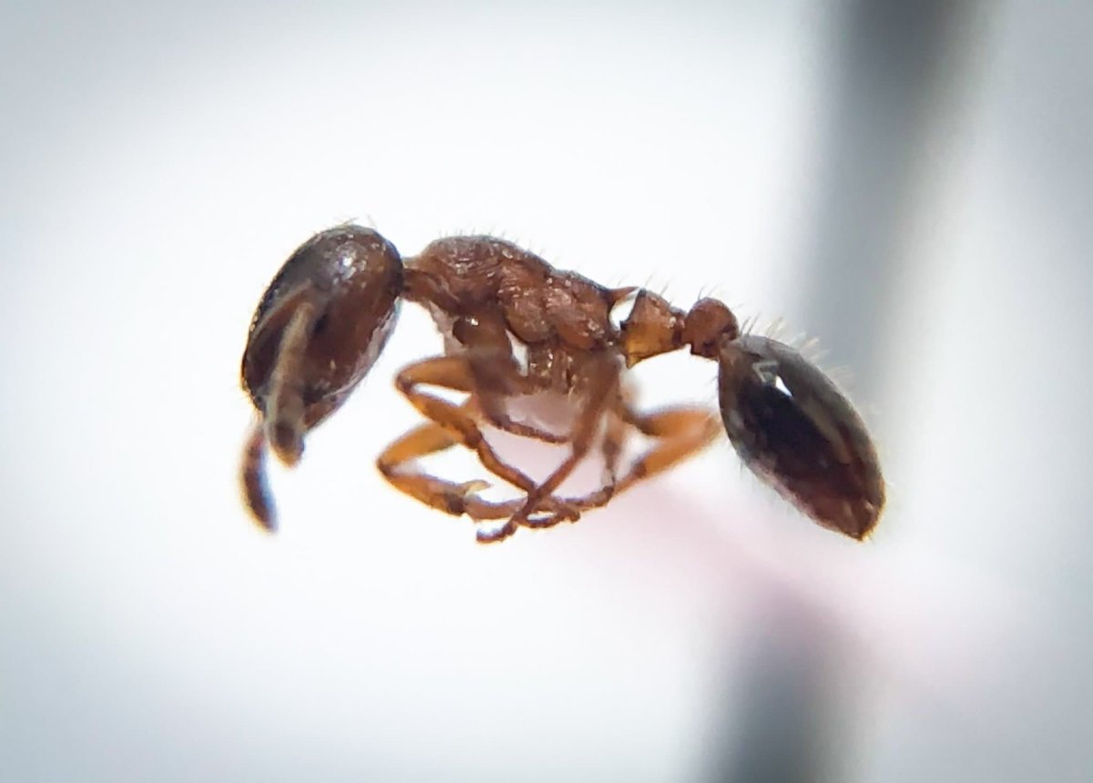 A Harpagoxenus canadensis or "slave-making" ant is pictured in this undated photo provided July 14, 2019.  
