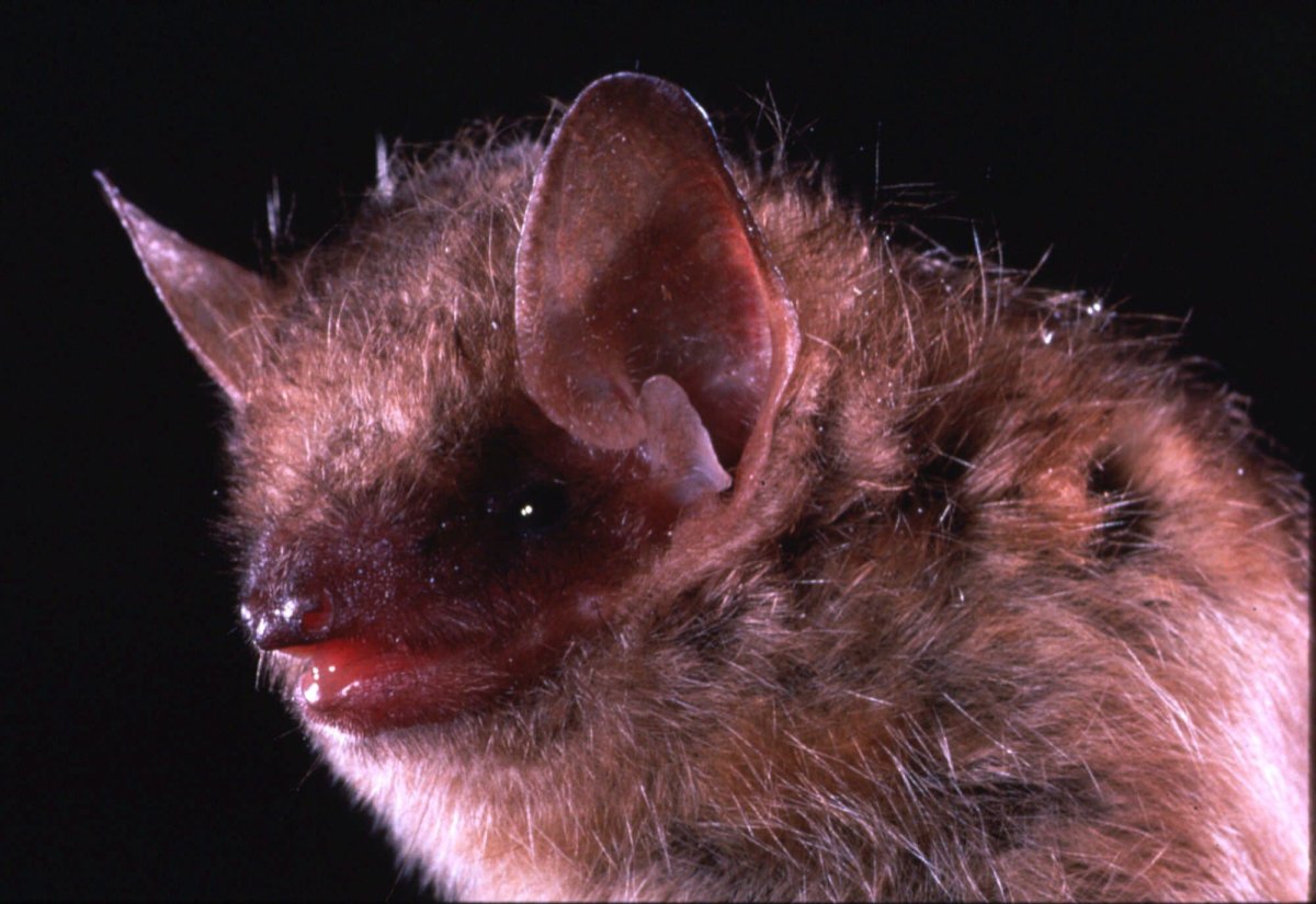 Two bats have tested postive for rabies in Waterloo Region this summer.