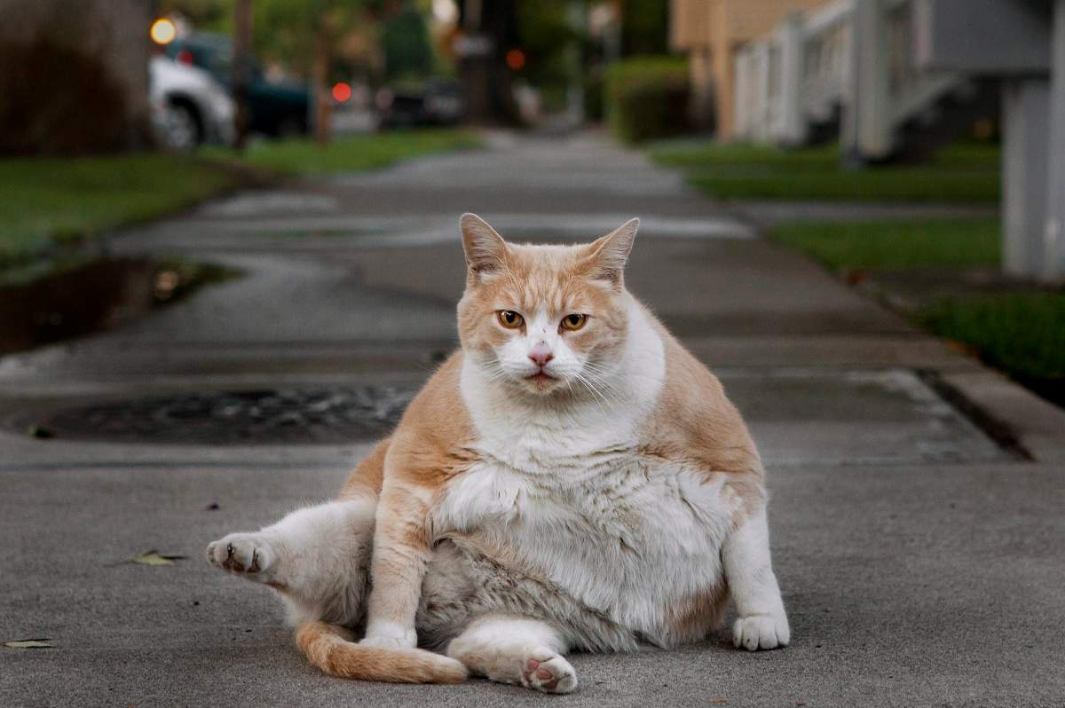 Norm Lopez takes a bath on the sidewalk in front of his house after his breakfast early Tuesday morning, Aug. 13, 2013 in Sacramento, Calif.
