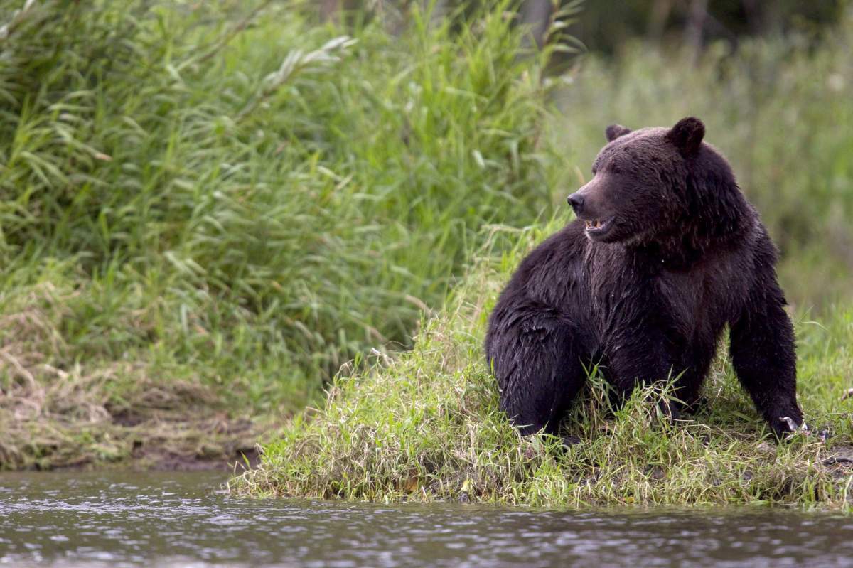 A grizzly bear is seen fishing along a river in Tweedsmuir Provincial Park near Bella Coola, B.C. on Sept 10, 2010. : A pair of Americans on a canoe trip in the Northwest Territories had to be rescued this week from an aggressive grizzly bear. 