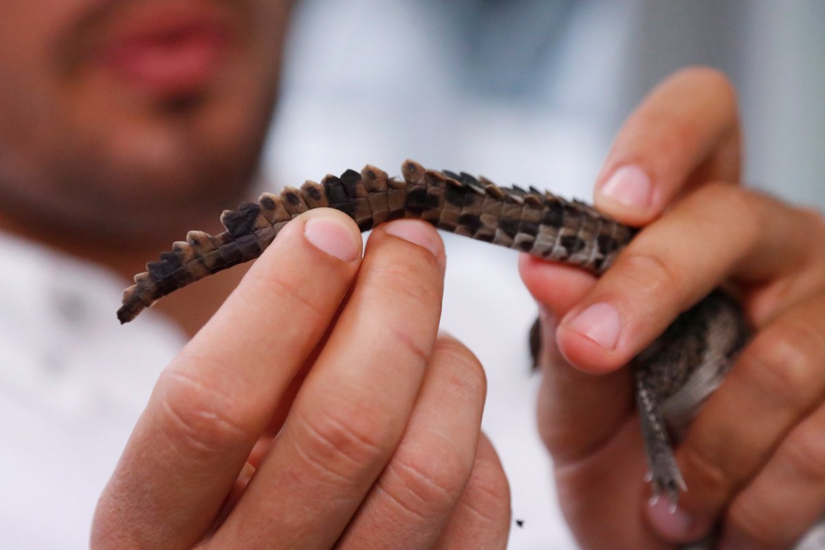 American crocodiles thriving outside nuclear plant - The Himalayan Times -  Nepal's No.1 English Daily Newspaper