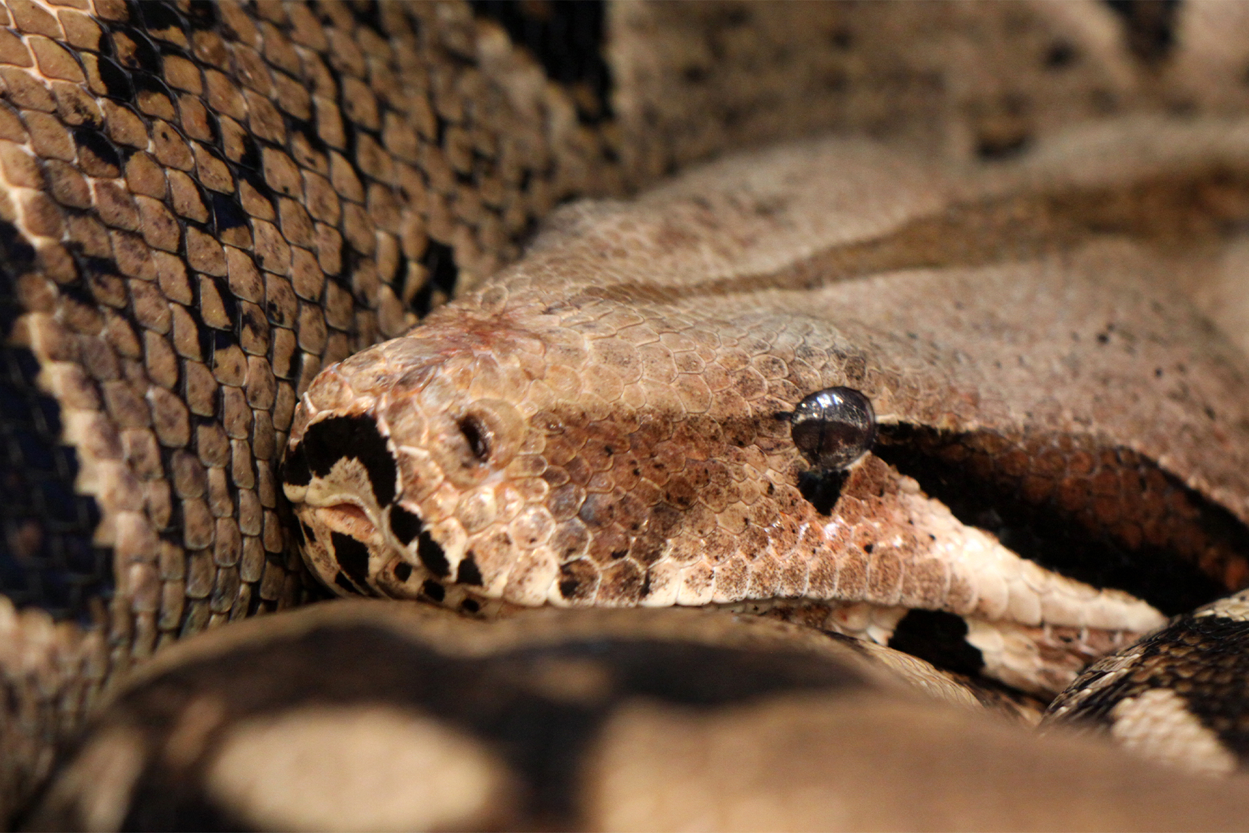 Meet a Snake on World Snake Day GlobalNews Events