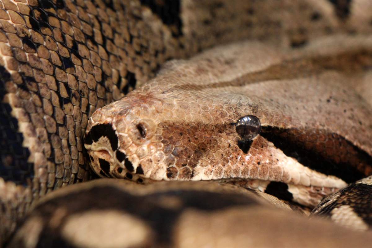 Meet a Snake on World Snake Day - image