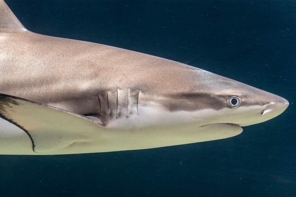Shark Week at the Vancouver Aquarium - image