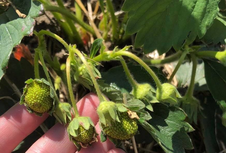 The berries at Connery’s Berry Farm have yet to ripen.