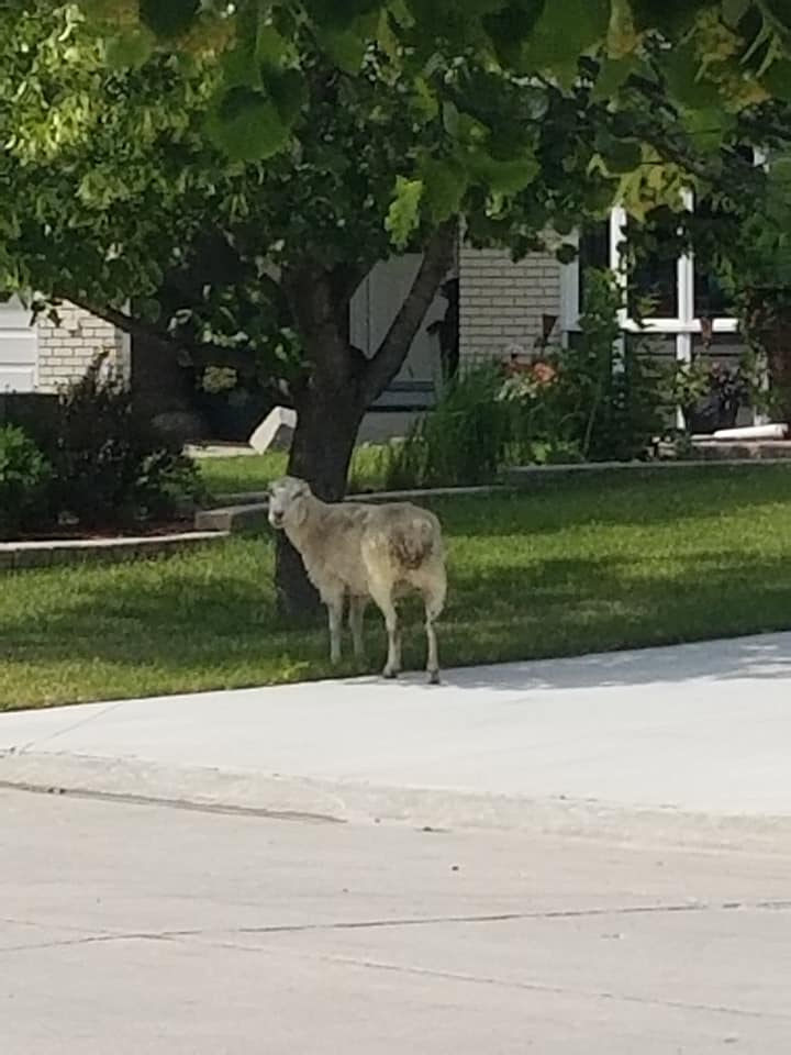 A sheep seen running through southeast Winnipeg Thursday has made it safely home, according to a city spokesperson.