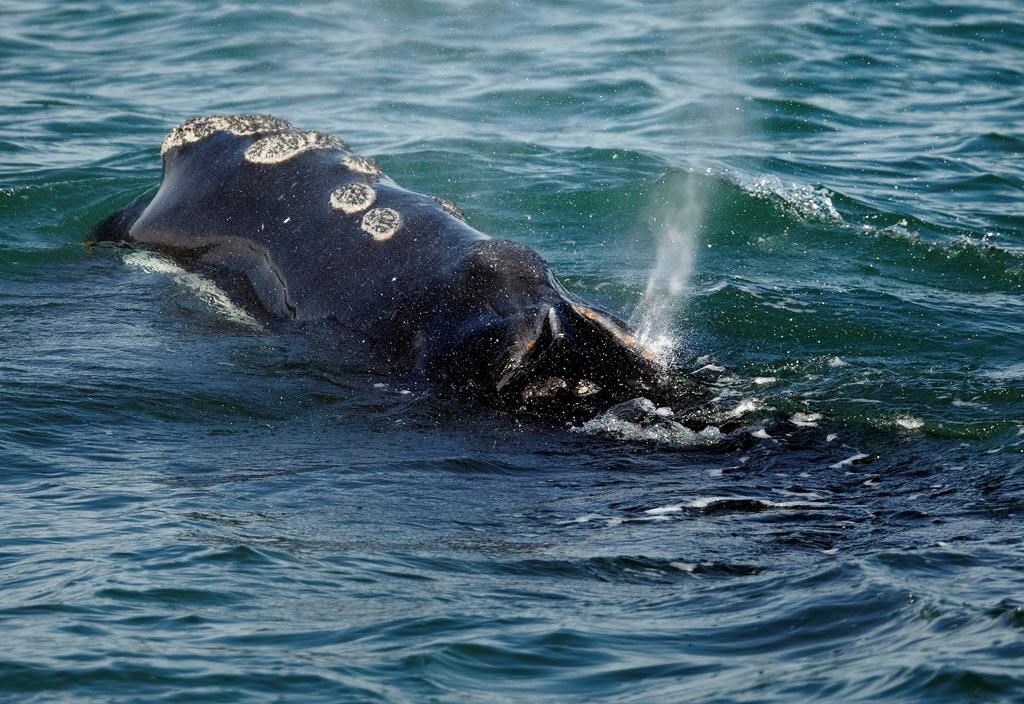 In this March 28, 2018, file photo, a North Atlantic right whale feeds on the surface of Cape Cod bay off the coast of Plymouth, Mass. Six of the endangered right whales died in the Gulf of St. Lawrence in June 2019, prompting scientists and conservationists to call for a swift response to protect the endangered species. (AP Photo/Michael Dwyer, File).