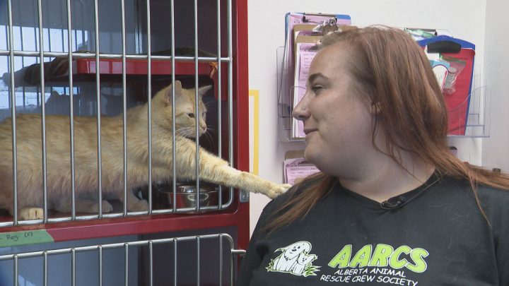 Calgary animal shelter drops adoption fee amid cat crisis - Calgary |  