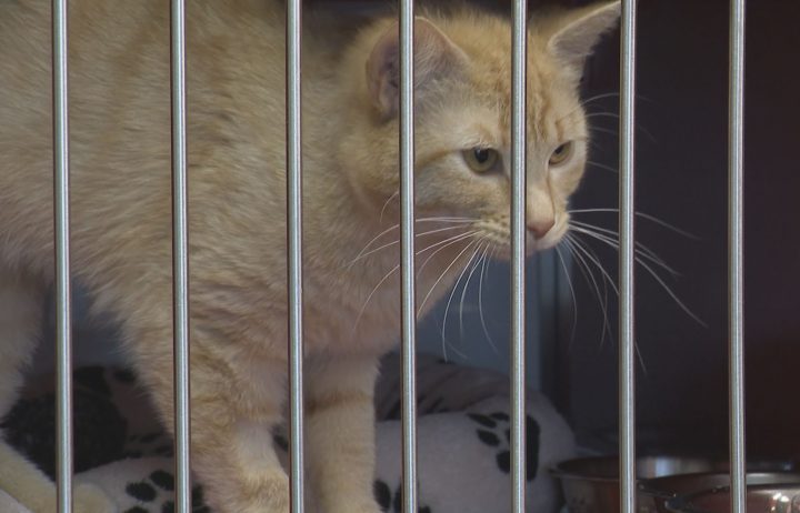 The Alberta Animal Rescue Crew Society is reducing the cat adoption fee to deal with overcrowding until July 31, 2019.