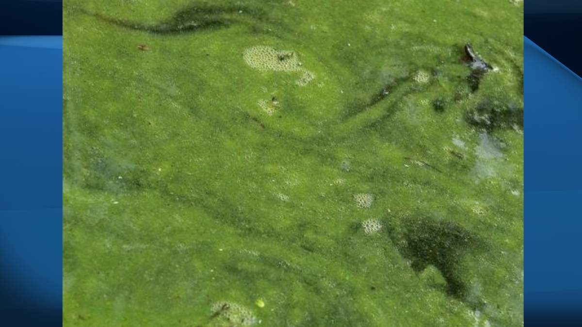 The city says high lake levels, a wet spring and some unavoidable construction have combined to cause a contamination problem in Hamilton Harbour.