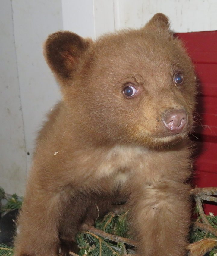 The black bear who died on July 1, 2019 is pictured in May 2018.