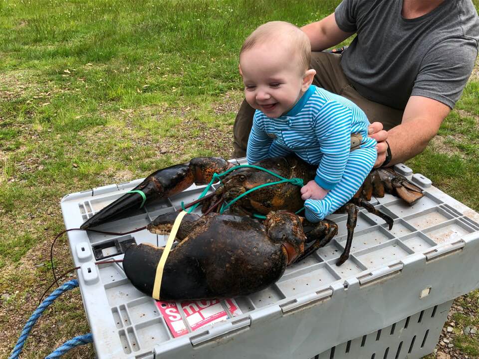 N.B. baby rides ‘rare’ gigantic lobster on lucky Canada Day catch - image