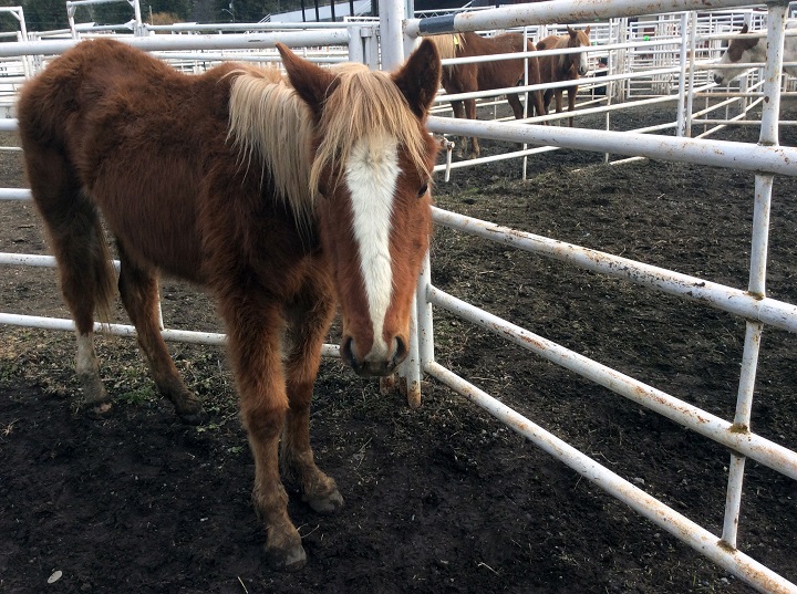 A photo of one of the 42 horses that were seized from a property in the North Okanagan in March. The BC SPCA is appealing for public help, saying care costs for the seized horses have exceeded $70,000.