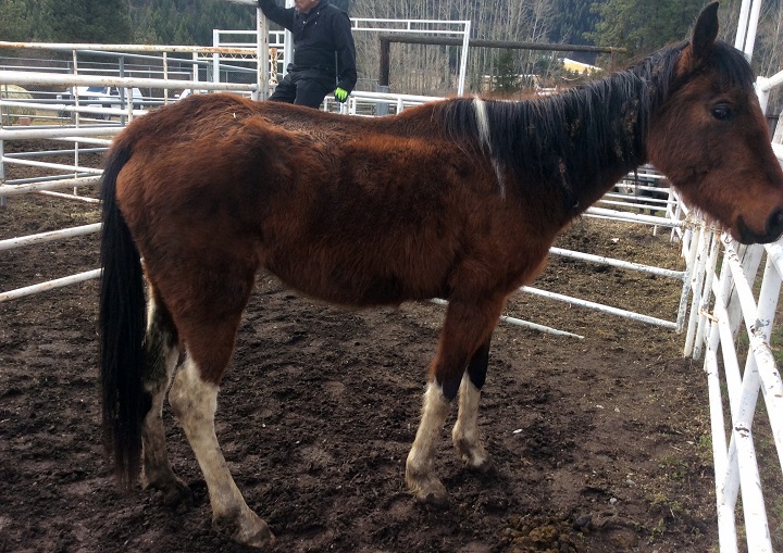 The BC SPCA says “it has been challenging to provide the necessary treatment for these horses because many of them are very timid and fearful of human handling.”