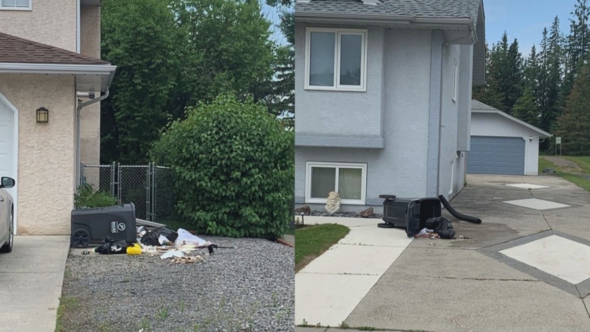 Garbage is seen scattered outside two Rocky Mountain House homes after it's believed two young grizzly bears rummaged through it. 