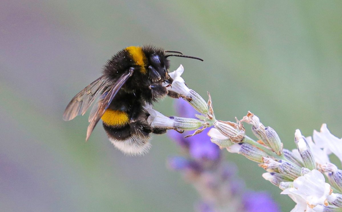 A Turkish bee that hitched a ride in a British family's suitcase has been sentenced to death. 