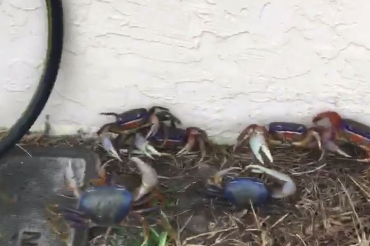 Several land crabs are shown at a home in Port St. Lucie, Fla., in this image from video.