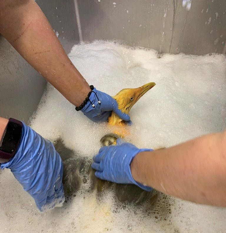 Staff at the Tiggywinkles Wildlife Hospital wash a seagull stained with turmeric on July 1, 2019.