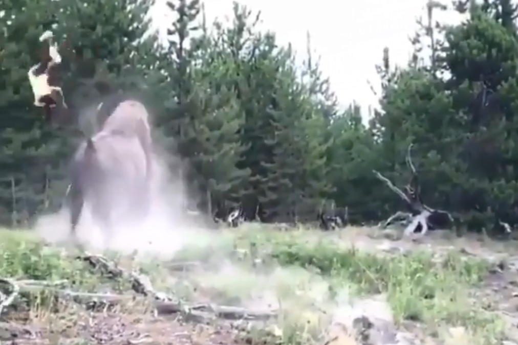 Video Shows Bison Charging Tossing Girl Into Air At Yellowstone Park National Globalnewsca