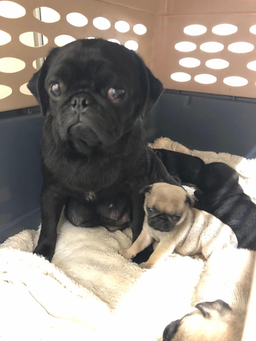 Pug puppies, French bulldogs rescued from Vancouver Island breeder ...