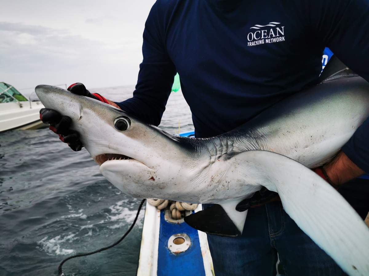 Lindsay got to experience what it’s like to catch and tag a blue shark for research purposes in the waters of the Atlantic Ocean.