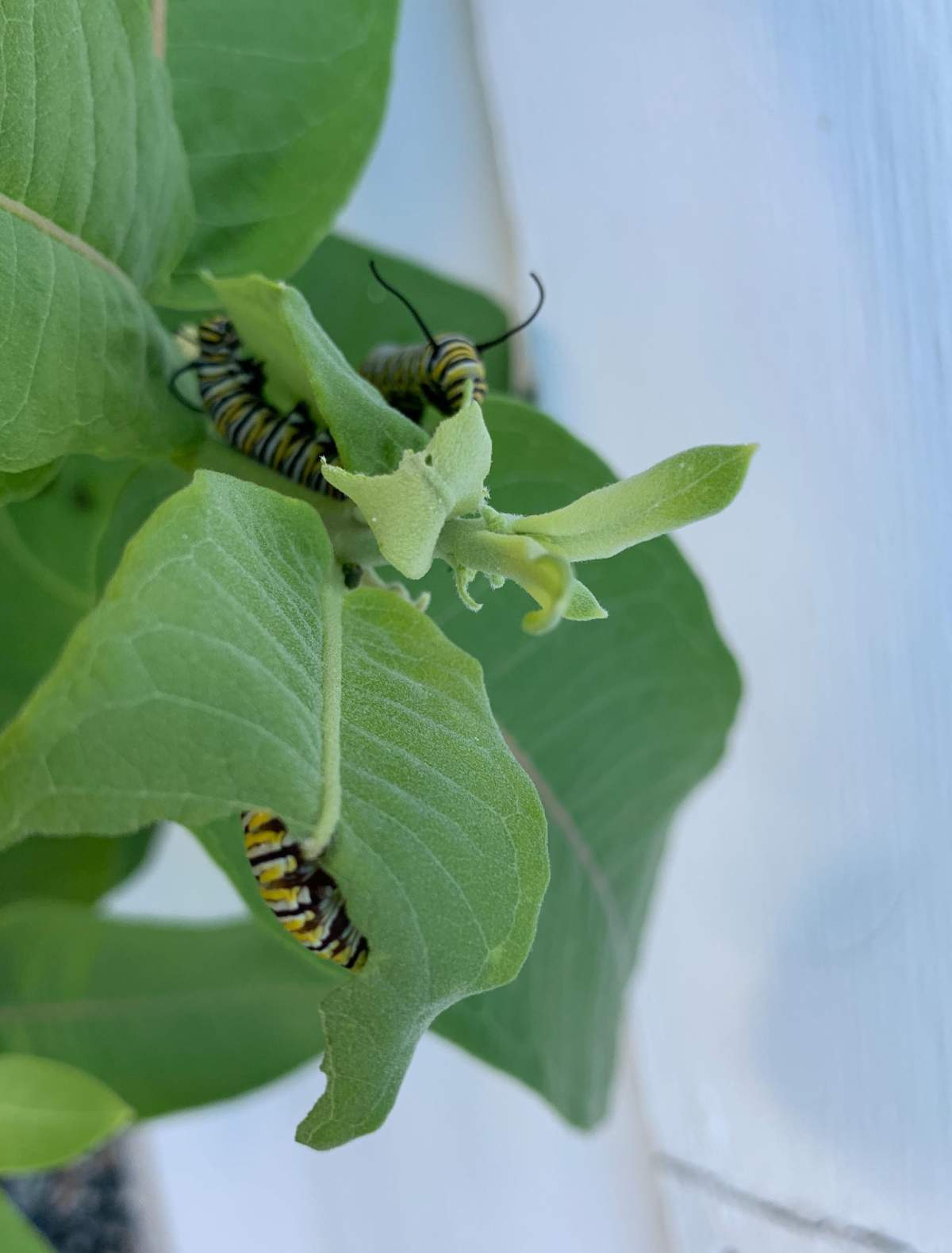 Some of Yvonne Sharples' caterpillars.