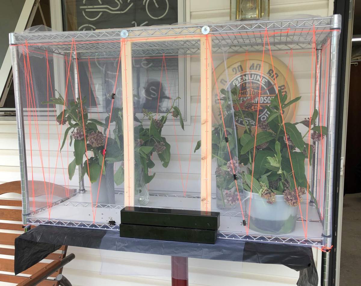 Yvonne Sharples’ indoor butterfly setup.