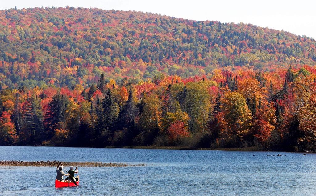 Ontario may see earlier leaf colour change after wettest summer on record