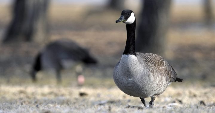‘Lethal removal’ option passes in Vancouver plan to manage Canada geese
