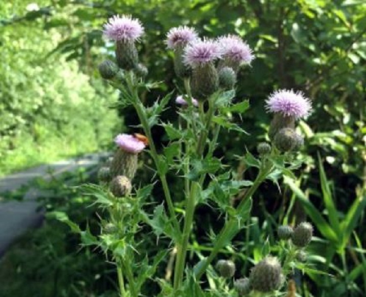 The Canada thistle is considered a noxious plant under the B.C. Weed Control Act. The thistle has purple or white flowers with spiny, dark green leaves.