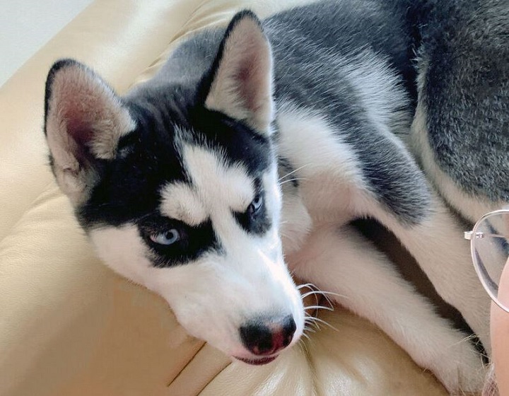 Gucci is seen in an undated photo.