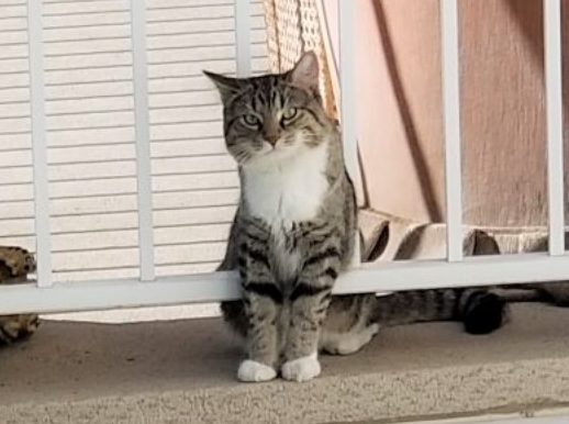 A neighbour, who asked not to be identified, gave this photo to Global News. They said it shows the same cat that was allegedly beaten to death on Tuesday, July 16, 2019.