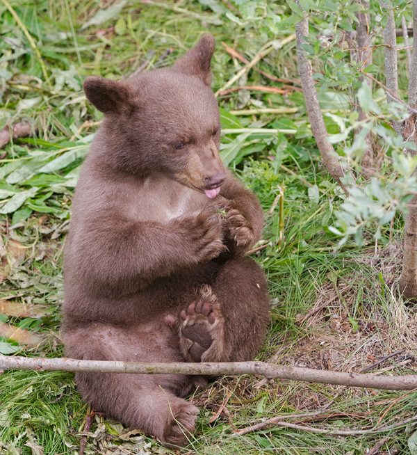 The black bear who died on July 1, 2019 is pictured in July 2018.