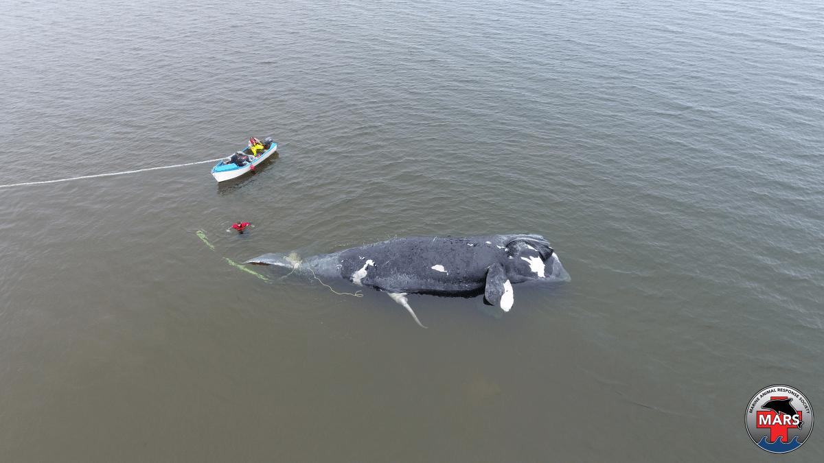 Comet, a 33-year-old grandfather, died this year due to a collision with a vessel. (MARS)